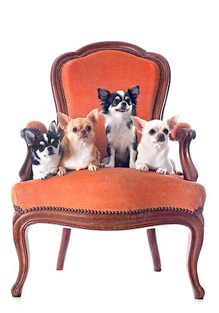 chihuahuas on an antique chair in front of white background Stock Photo - Budget Royalty-Free & Subscription, Code: 400-07294128