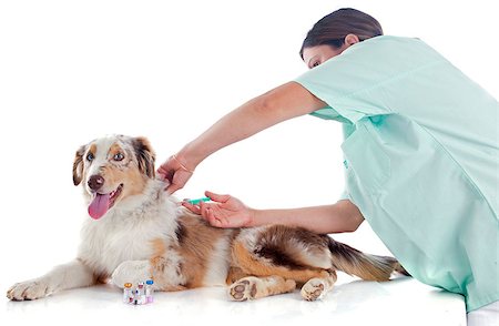 sheep dog - purebred australian shepherd and vet  in front of white background Photographie de stock - Aubaine LD & Abonnement, Code: 400-07294122