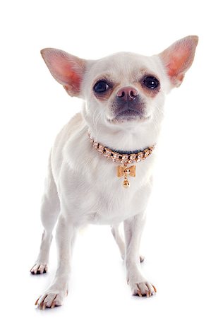 dogs with jewelry - portrait of a cute purebred  chihuahua in front of white background Stock Photo - Budget Royalty-Free & Subscription, Code: 400-07294135