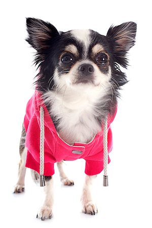 simsearch:400-06565918,k - dressed chihuahua in front of white background Photographie de stock - Aubaine LD & Abonnement, Code: 400-07294131