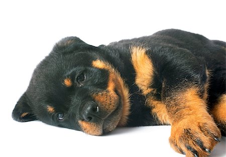 portrait of a purebred puppy rottweiler in front of white background Photographie de stock - Aubaine LD & Abonnement, Code: 400-07294178