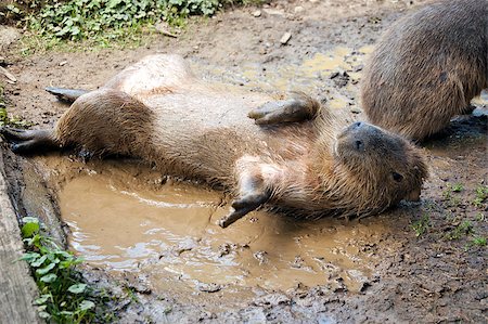 A capybara (Hydrochoerus hydrochaeris) on a bank Photographie de stock - Aubaine LD & Abonnement, Code: 400-07294192