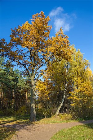 simsearch:400-05062341,k - Oak tree and birch in autumn. Foto de stock - Royalty-Free Super Valor e Assinatura, Número: 400-07294193