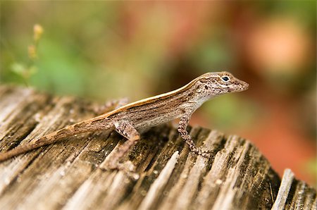 sgabby2001 (artist) - lizard on a tree Stock Photo - Budget Royalty-Free & Subscription, Code: 400-07294592
