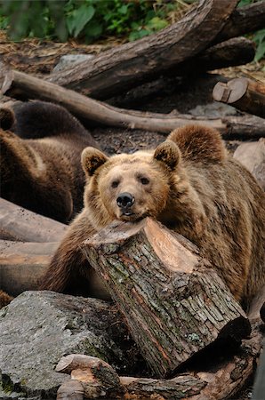 sgabby2001 (artist) - a bear resting on a tree in Alaska Stock Photo - Budget Royalty-Free & Subscription, Code: 400-07294593