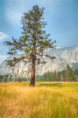 simsearch:400-03978623,k - Yosemite lonley tree in meadow with mountain in background Foto de stock - Super Valor sin royalties y Suscripción, Código: 400-07294626