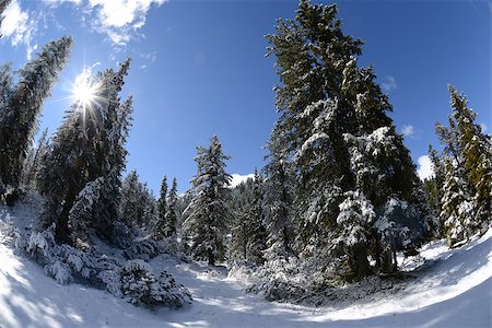 View of a snowy forest in a sunny day in Dolomites, Italy. Photo made using a fish eye lens. Foto de stock - Royalty-Free Super Valor e Assinatura, Número: 400-07294634