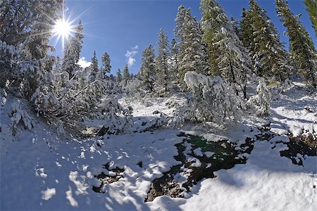 View of forest covered by snow in a sunny day. Photo made using a fish eye lens. Foto de stock - Royalty-Free Super Valor e Assinatura, Número: 400-07294633