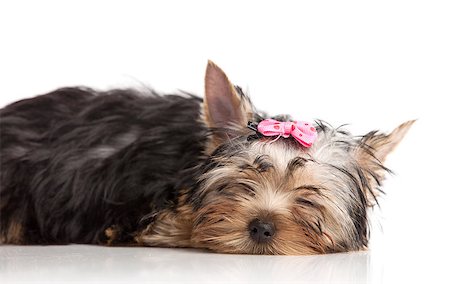 simsearch:400-08404998,k - Cute yorkshire terrier puppy isolated over white Stock Photo - Budget Royalty-Free & Subscription, Code: 400-07294815