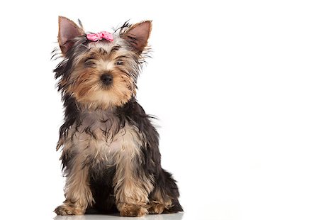 simsearch:400-04307016,k - Cute yorkshire terrier puppy isolated over white Photographie de stock - Aubaine LD & Abonnement, Code: 400-07294816