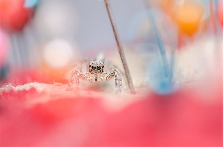 simsearch:600-00864467,k - Spider in pins colorful background the macro shot Stockbilder - Microstock & Abonnement, Bildnummer: 400-07294928