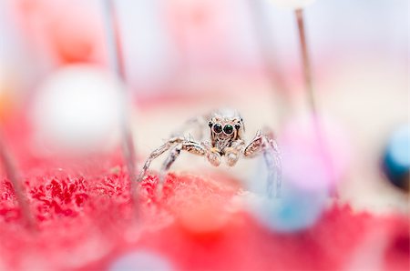 simsearch:600-00864467,k - Spider in pins colorful background the macro shot Stockbilder - Microstock & Abonnement, Bildnummer: 400-07294934