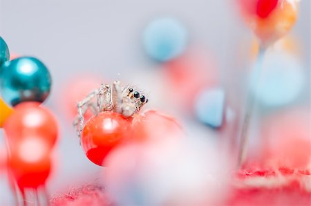 simsearch:600-00864467,k - Spider in pins colorful background the macro shot Stockbilder - Microstock & Abonnement, Bildnummer: 400-07294933