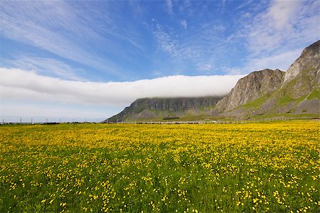 Flowering fields near village of Unstad on Lofoten islands in Norway Photographie de stock - Aubaine LD & Abonnement, Code: 400-07294964