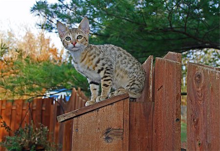 A spotted gold colored domestic Serval Savannah kitten on a wooden fence with green eyes. Stock Photo - Budget Royalty-Free & Subscription, Code: 400-07295277