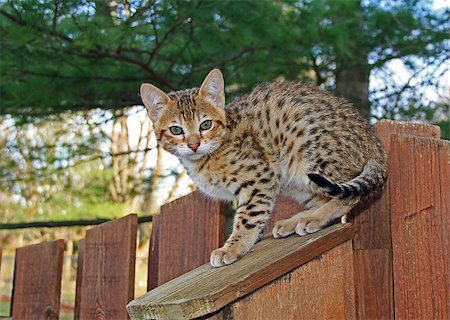 simsearch:400-04789525,k - A spotted gold colored domestic Serval Savannah kitten on a wooden fence with green eyes. Stock Photo - Budget Royalty-Free & Subscription, Code: 400-07295278