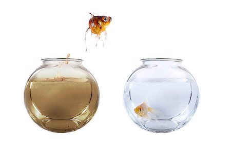 Conceptual image of a fish jumping from his polluted bowl into a clean fishbowl Stock Photo - Budget Royalty-Free & Subscription, Code: 400-07295657