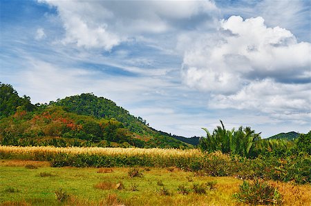 simsearch:400-07295714,k - green landscape at summer day in Thailand Stock Photo - Budget Royalty-Free & Subscription, Code: 400-07295706