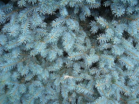 pine cone pattern - light blue branches of slender young fur-tree Foto de stock - Super Valor sin royalties y Suscripción, Código: 400-07295717