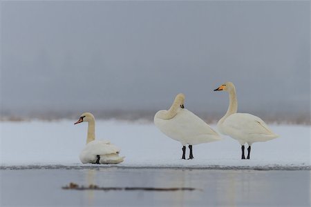 simsearch:400-07308966,k - Whooper Swan (Cygnus cygnus) in winter.  Location: Comana Natural Park, Romania Photographie de stock - Aubaine LD & Abonnement, Code: 400-07295812