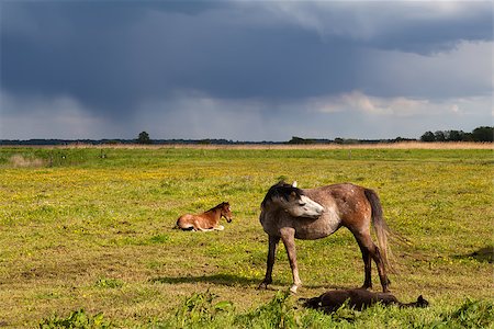 mother horse and foal on sunny pasture before storm Stock Photo - Budget Royalty-Free & Subscription, Code: 400-07295946