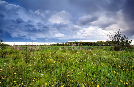 simsearch:400-08041728,k - yellow flowering meadow before storm, Drenthe Stock Photo - Budget Royalty-Free & Subscription, Code: 400-07295947