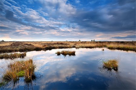 drenthe - blue cloudscape over swamp in Drenthe, Netherlands Foto de stock - Royalty-Free Super Valor e Assinatura, Número: 400-07295948