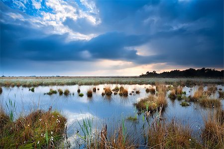 simsearch:400-06875459,k - tranquil weather over swamp before sunset Stock Photo - Budget Royalty-Free & Subscription, Code: 400-07295949