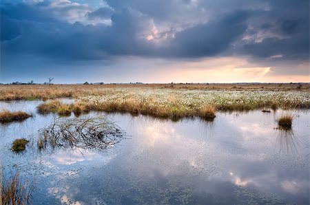 simsearch:400-06875459,k - swamp with cottograss with reflected sky before sunset Stock Photo - Budget Royalty-Free & Subscription, Code: 400-07295951