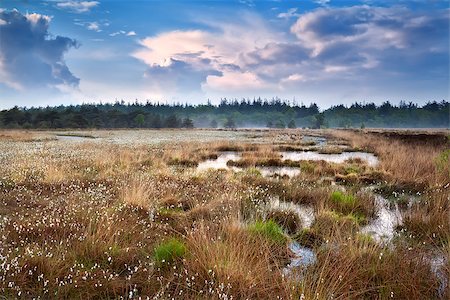 drenthe - puffy cotton-grass on swamp and blue sky, Drenthe, Netherlands Foto de stock - Royalty-Free Super Valor e Assinatura, Número: 400-07295952