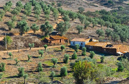 simsearch:400-07293838,k - Olive Grove on the Hillside in Portugal Photographie de stock - Aubaine LD & Abonnement, Code: 400-07296184