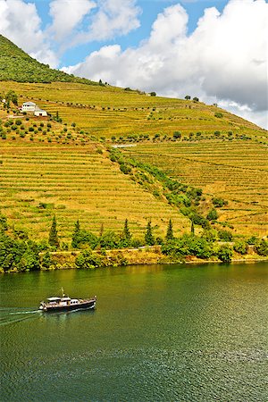 Vineyards in the Valley of the River Douro, Portugal Stock Photo - Budget Royalty-Free & Subscription, Code: 400-07296185