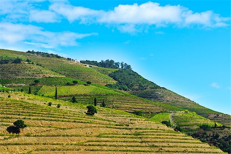 simsearch:400-07305550,k - Vineyards on the Hills of Portugal Photographie de stock - Aubaine LD & Abonnement, Code: 400-07296188