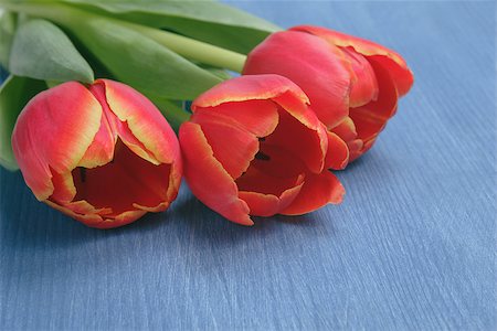 simsearch:400-07298791,k - tulip on wooden table, mothers day theme or valentines day Stockbilder - Microstock & Abonnement, Bildnummer: 400-07296264