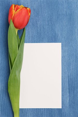 simsearch:400-07298791,k - tulip with blank paper note with space for text Stockbilder - Microstock & Abonnement, Bildnummer: 400-07296266