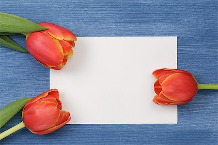 simsearch:400-07298791,k - tulip with blank paper note with space for text Stockbilder - Microstock & Abonnement, Bildnummer: 400-07296267