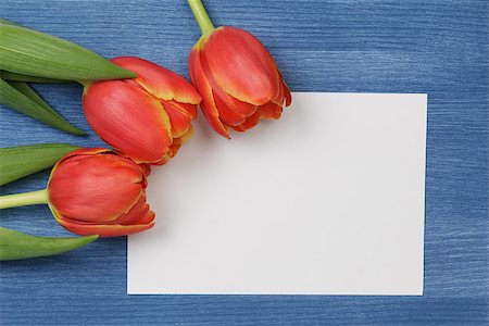 simsearch:400-07298791,k - tulip with blank paper note with space for text Stockbilder - Microstock & Abonnement, Bildnummer: 400-07296268