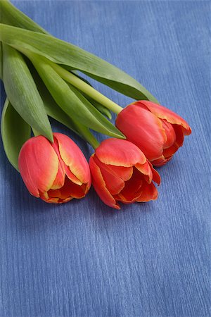 simsearch:400-07298791,k - tulip on wooden table, mothers day theme or valentines day Stockbilder - Microstock & Abonnement, Bildnummer: 400-07296263