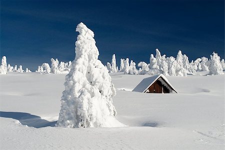 snow covered rooftops - Snowy plain with a snowbound hut and snow-covered trees on a sunny winter day. Stock Photo - Budget Royalty-Free & Subscription, Code: 400-07296358