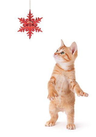 Cute orange kitten playing with a red Christmas snowflake ornament on a white background. Stock Photo - Budget Royalty-Free & Subscription, Code: 400-07296371