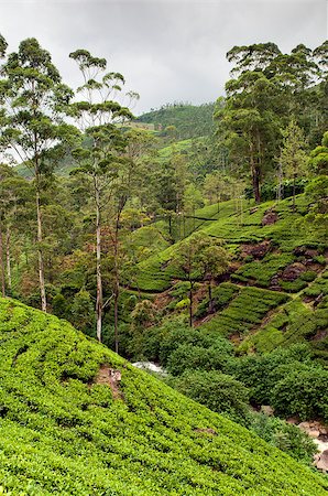 simsearch:400-06921179,k - A shot of a countryside with tea plantations. Sri Lanka. Fotografie stock - Microstock e Abbonamento, Codice: 400-07296398