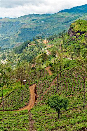 simsearch:400-06921179,k - The Central Province - the central mountainous terrain of Sri Lanka. Fotografie stock - Microstock e Abbonamento, Codice: 400-07296399