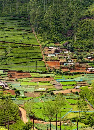 simsearch:400-06921179,k - A countryside with tea plantations and vegetable gardens. Sri Lanka Fotografie stock - Microstock e Abbonamento, Codice: 400-07296400
