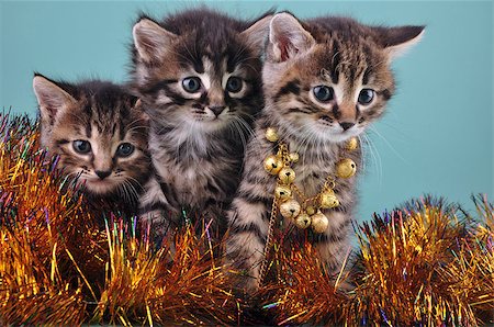 simsearch:400-07250068,k - Small  kittens among Christmas stuff . Studio shot. Photographie de stock - Aubaine LD & Abonnement, Code: 400-07296402