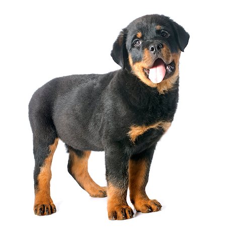 rottweiler - portrait of a purebred puppy rottweiler in front of white background Foto de stock - Super Valor sin royalties y Suscripción, Código: 400-07296494