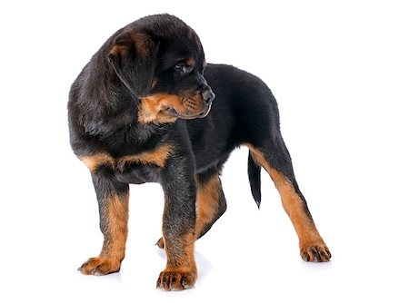 simsearch:400-07124923,k - portrait of a purebred puppy rottweiler in front of white background Stockbilder - Microstock & Abonnement, Bildnummer: 400-07296496