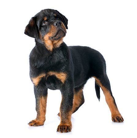 portrait of a purebred puppy rottweiler in front of white background Photographie de stock - Aubaine LD & Abonnement, Code: 400-07296497