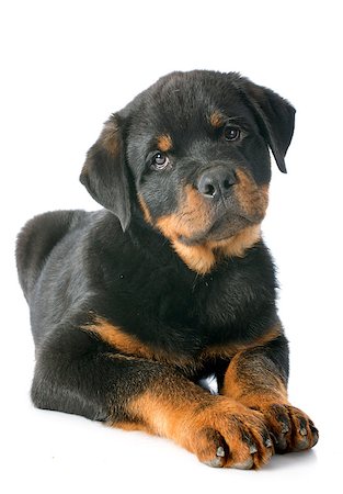 rottweiler - portrait of a purebred puppy rottweiler in front of white background Foto de stock - Super Valor sin royalties y Suscripción, Código: 400-07296498