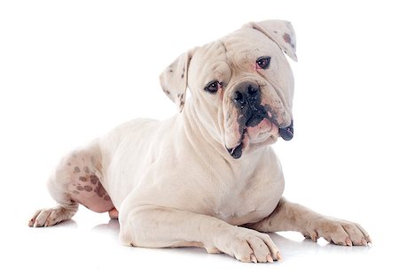 perro guardián - american bulldog in front of white background Foto de stock - Super Valor sin royalties y Suscripción, Código: 400-07296504