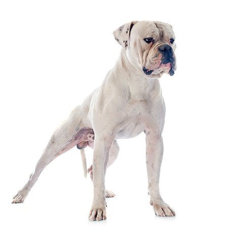 simsearch:400-07819100,k - american bulldog in front of white background Photographie de stock - Aubaine LD & Abonnement, Code: 400-07296507